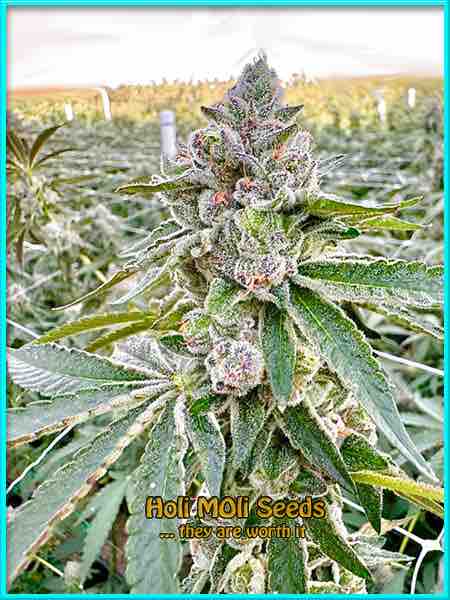 Strawberry Cough cannabis strain photo