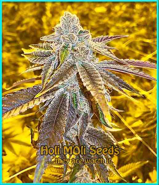 Strawberry Haze cannabis strain photo