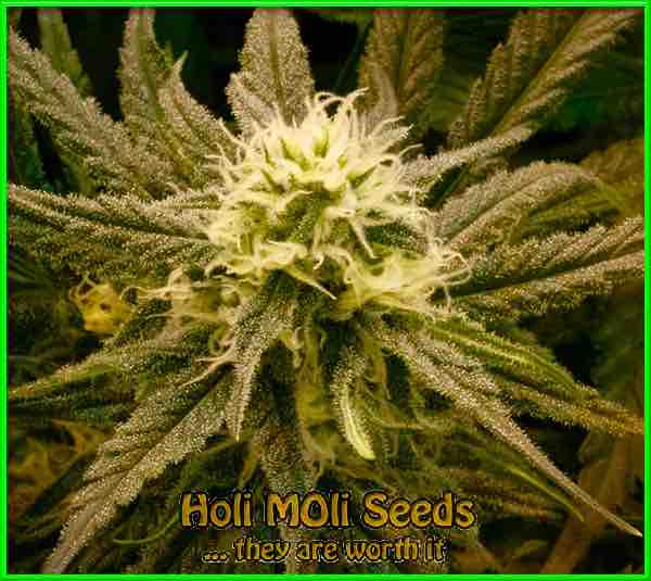Sugar Candy cannabis strain photo