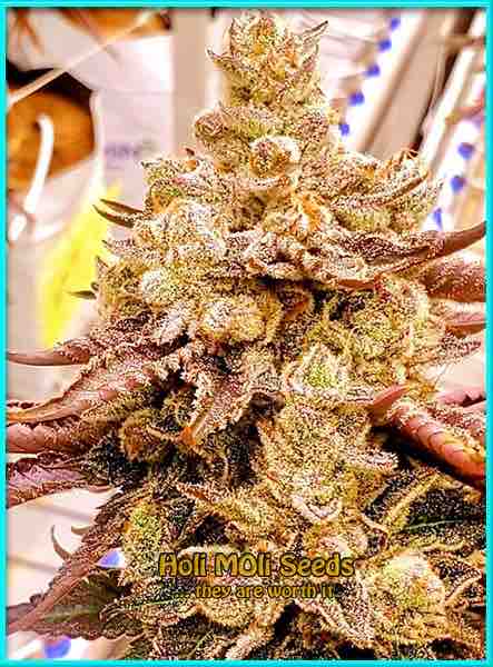 Sugar Fruit cannabis strain photo