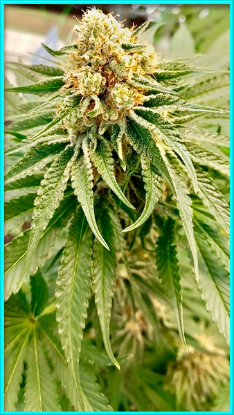 Super Lemon Haze cannabis strain photo