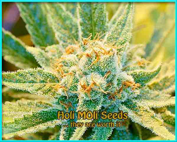 Suoer Silver Haze cannabis strain photo