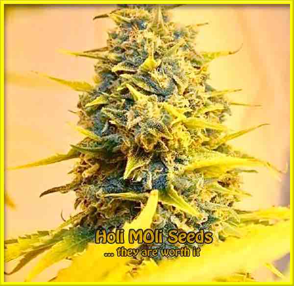 Super Skunk cannabis strain photo