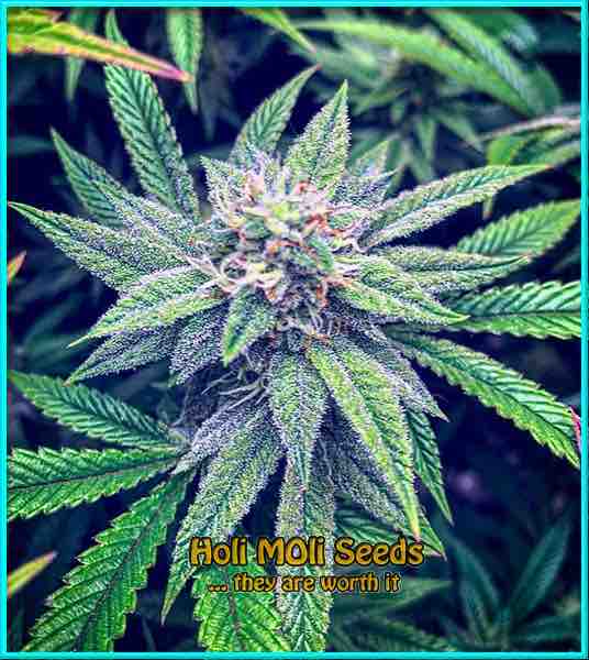 Sweet Island cannabis strain photo