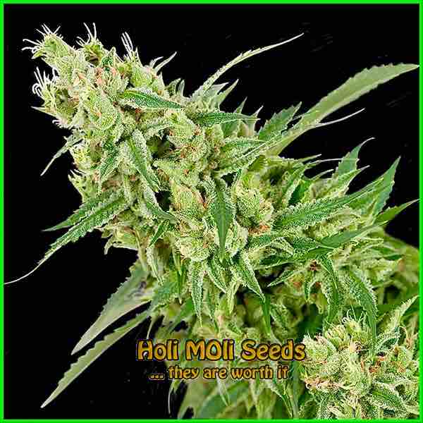 Tangie cannabis strain photo