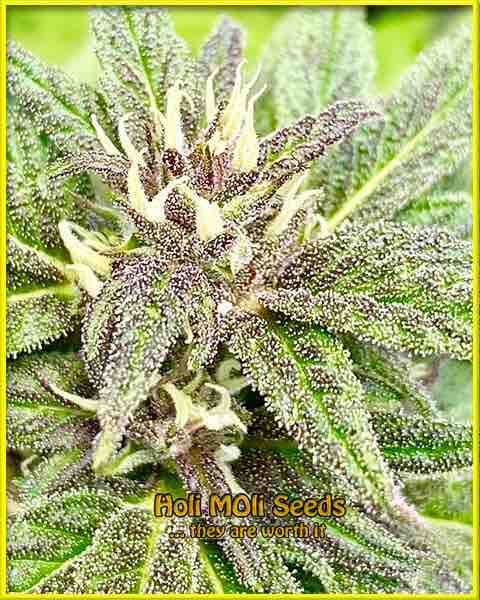 Taskenti cannabis strain photo