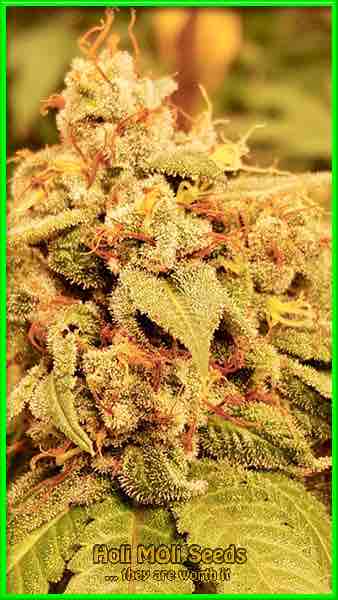 The Don cannabis strain photo