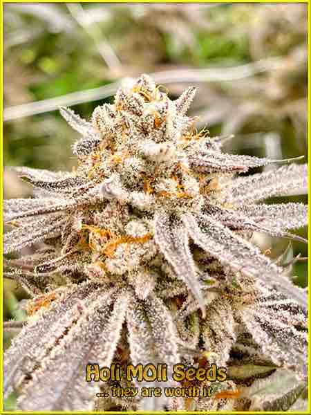 The White Light cannabis strain photo