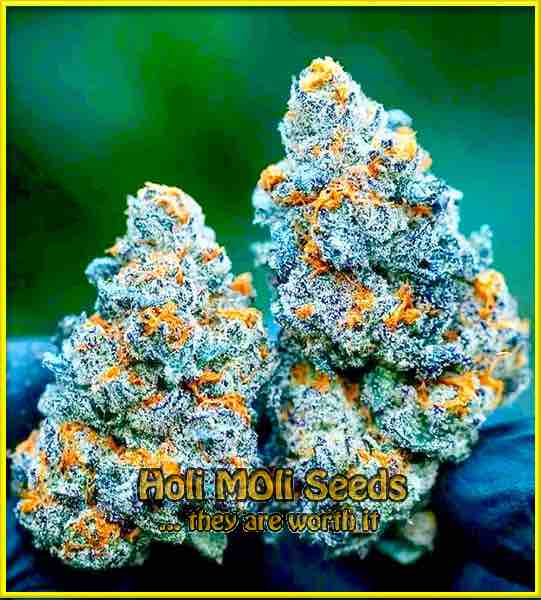 Top 44 cannabis strain photo