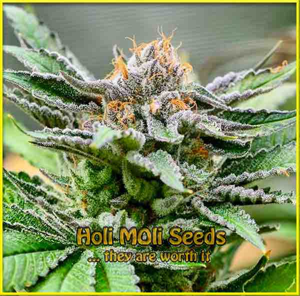 Triangle Kush cannabis strain photo
