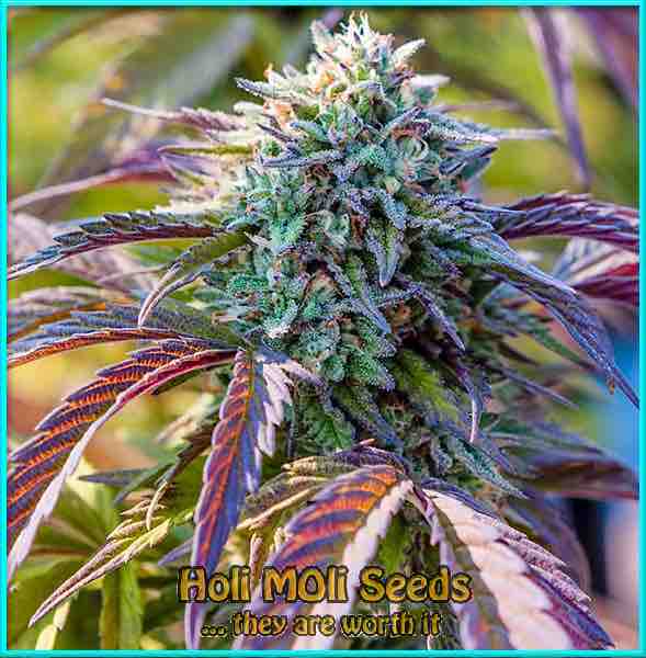 Tropicana Cookies cannabis strain photo