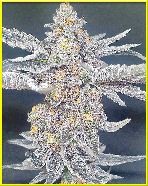 True OG cannabis strain photo