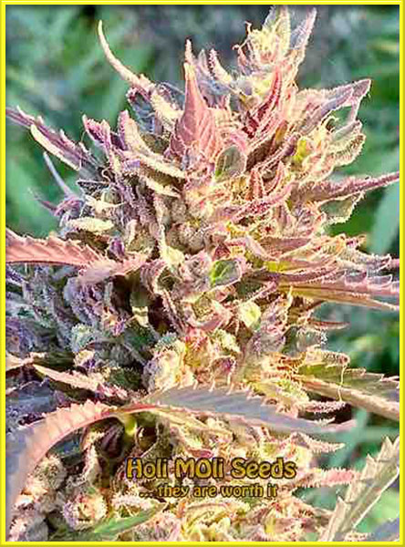 Watermelon Zkittlez cannabis strain photo
