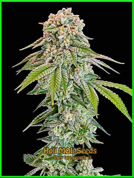 white-amnesia cannabis strain photo