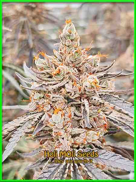 White Fire Alien Kush cannabis strain photo
