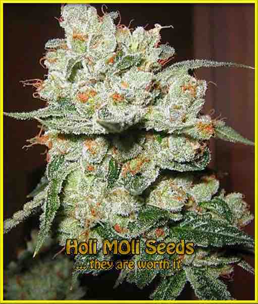 White Fire OG cannabis strain photo
