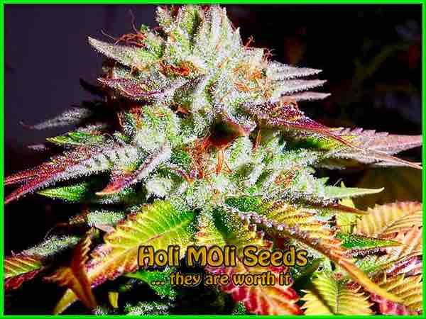 White Master cannabis strain photo