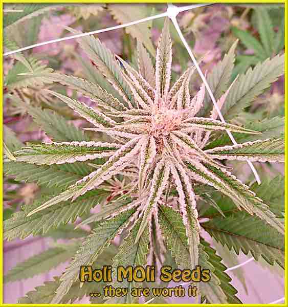 White OG Kush cannabis strain photo