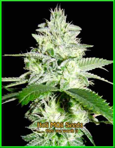 White Rhino cannabis strain photo