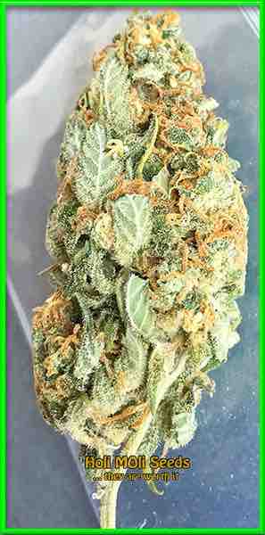 White Russian cannabis strain photo
