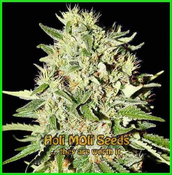 White Widow cannabis strain photo