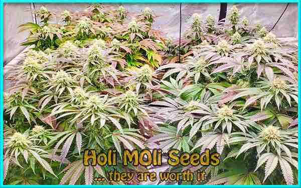 Wild Thai cannabis strain photo