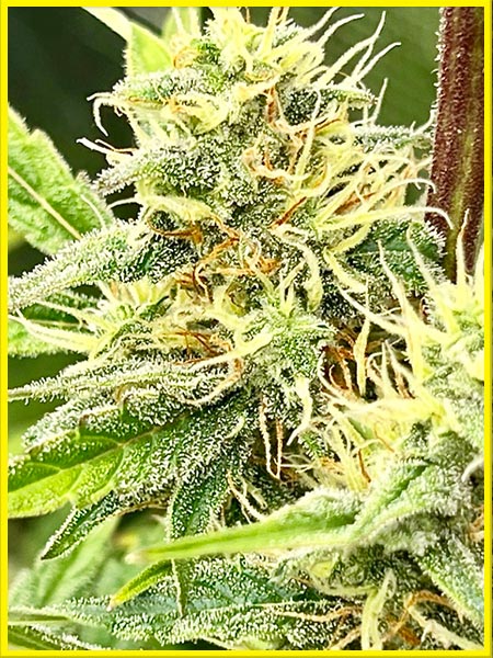 willys wonder cannabis strain photo