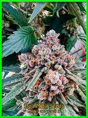 Yoda Snacks cannabis strain photo