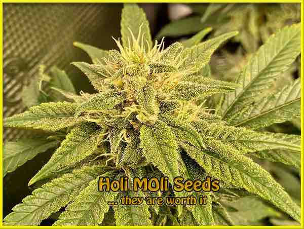 Yumbolt cannabis strain photo