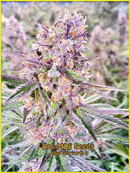 Zkittlez cannabis strain photo