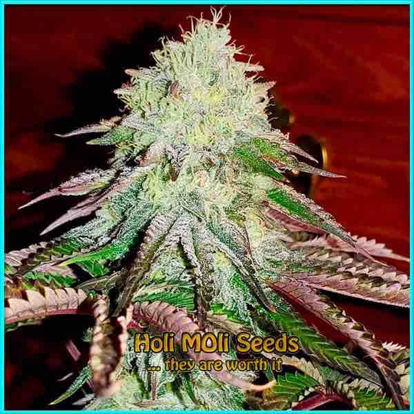 Zombie cannabis strain photo